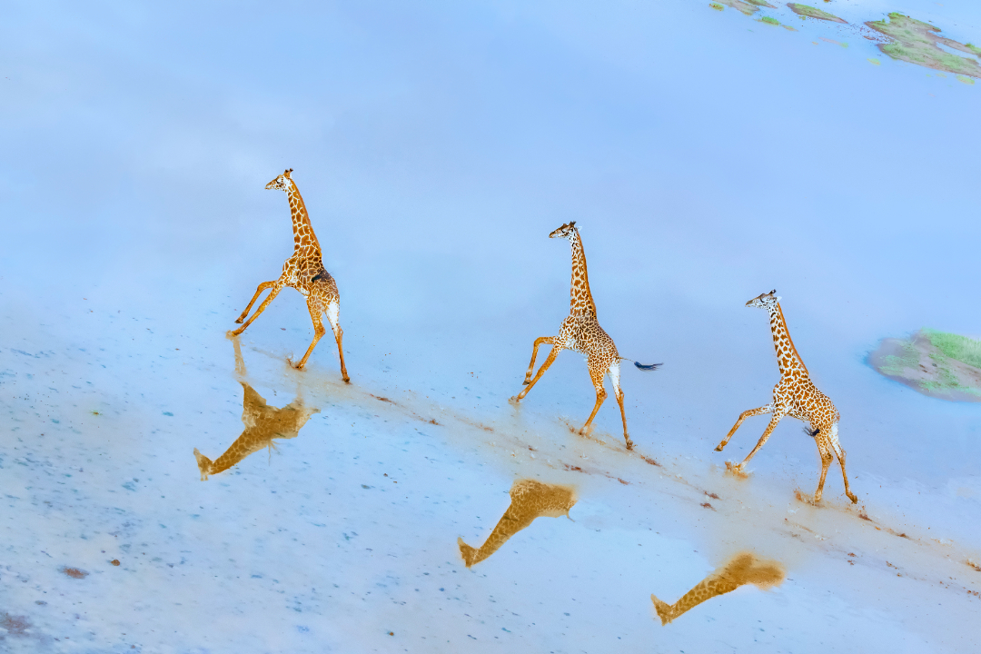 6长颈鹿过河.jpg
